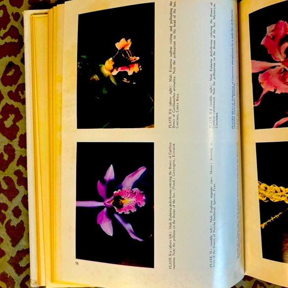Orchid Flowers: Their Pollination and Evolution Hardbound Reference Book - Picture 9 of 12